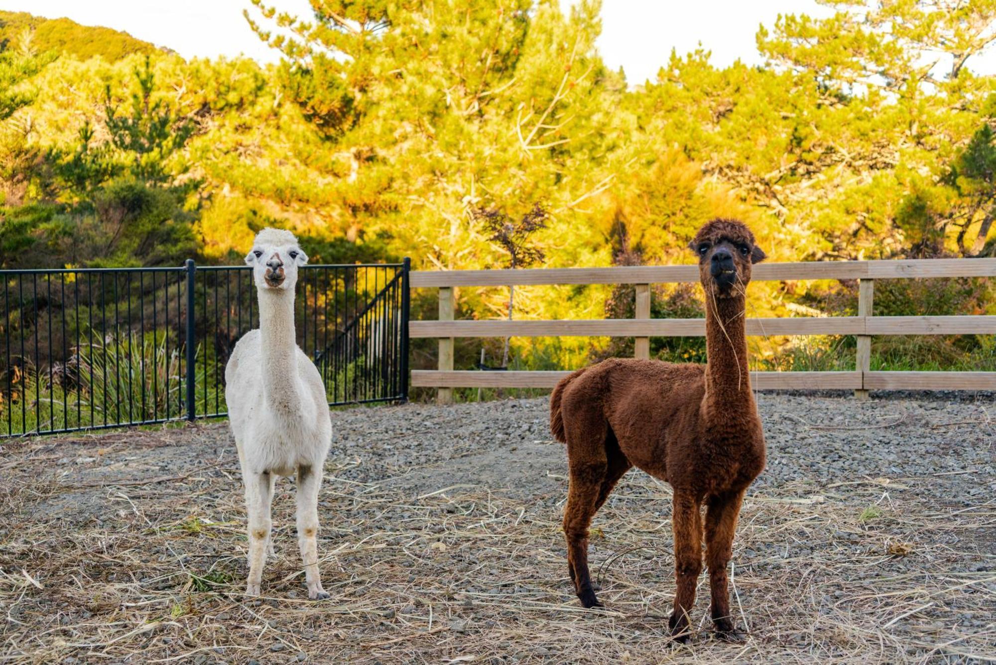 Alpaca Manor Auckland Apartment Exterior photo
