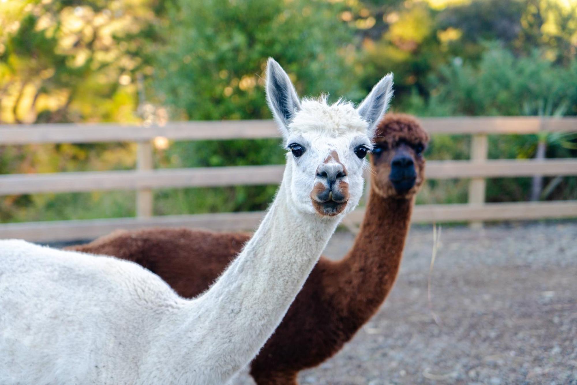 Alpaca Manor Auckland Apartment Exterior photo
