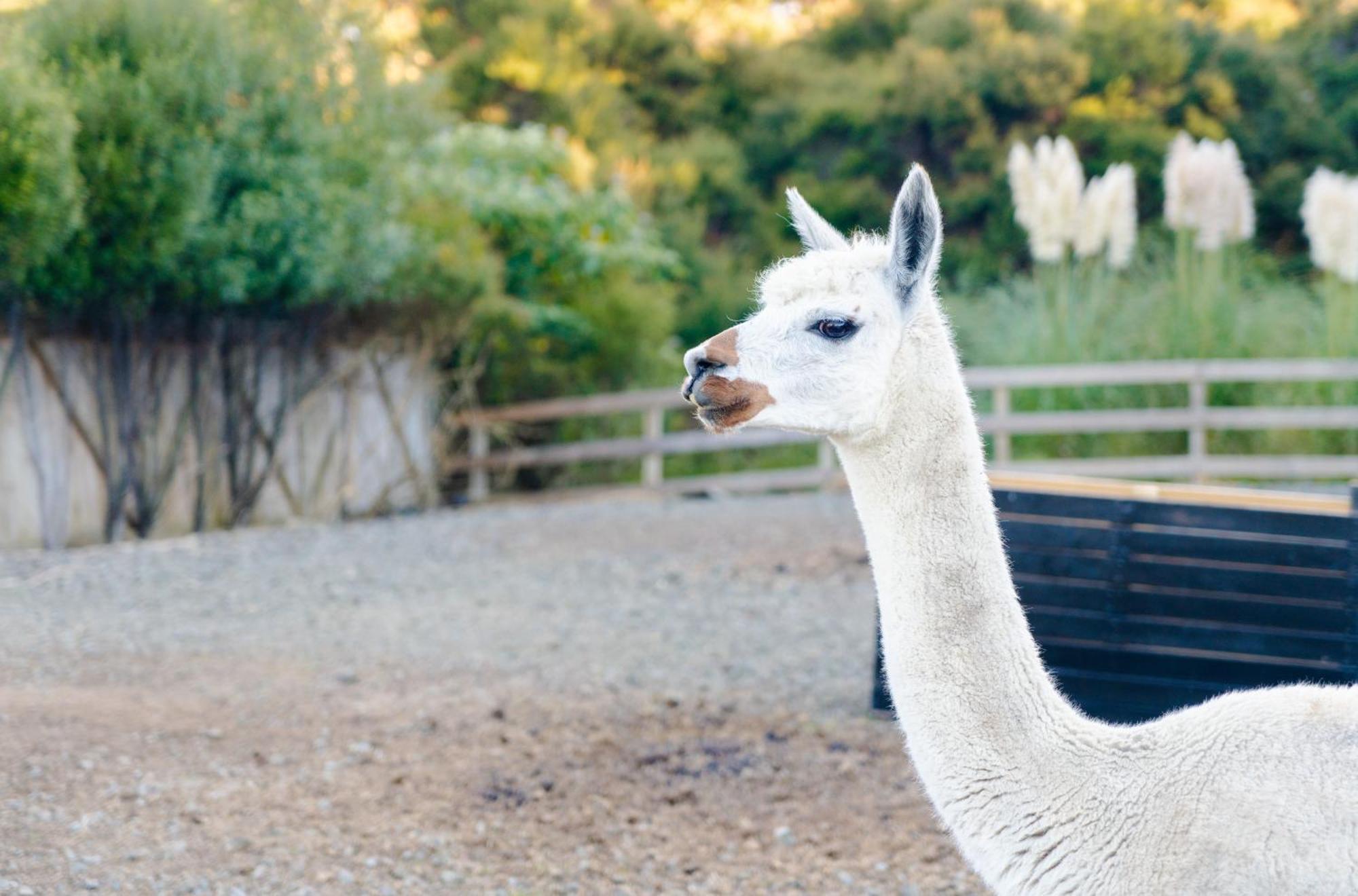 Alpaca Manor Auckland Apartment Exterior photo