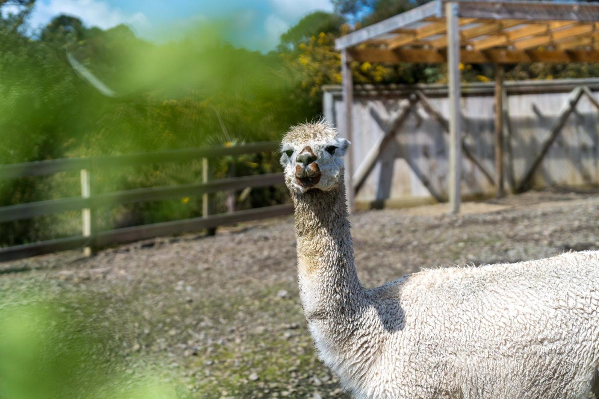 Alpaca Manor Auckland Apartment Exterior photo